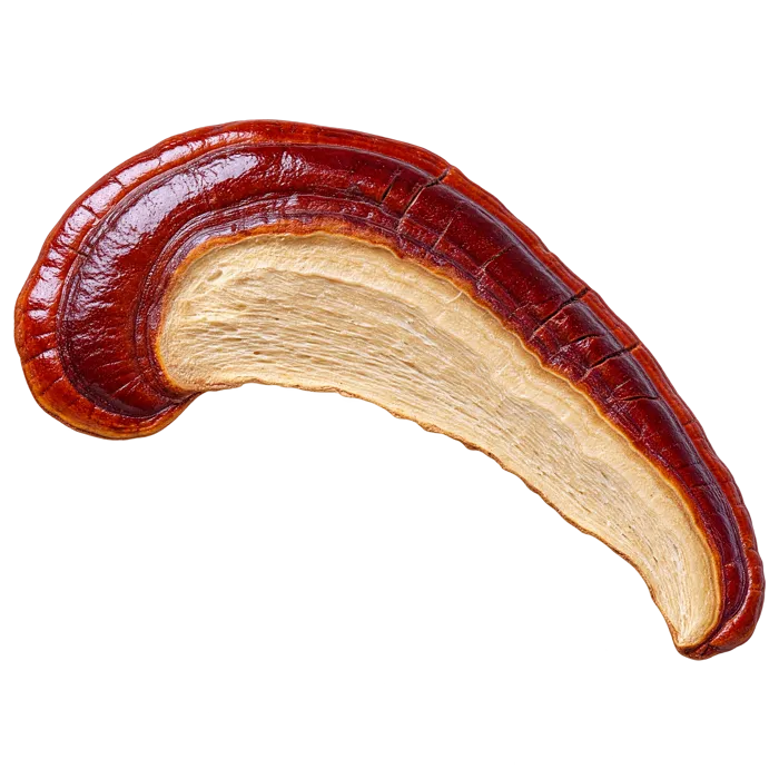 A slice of reishi mushroom