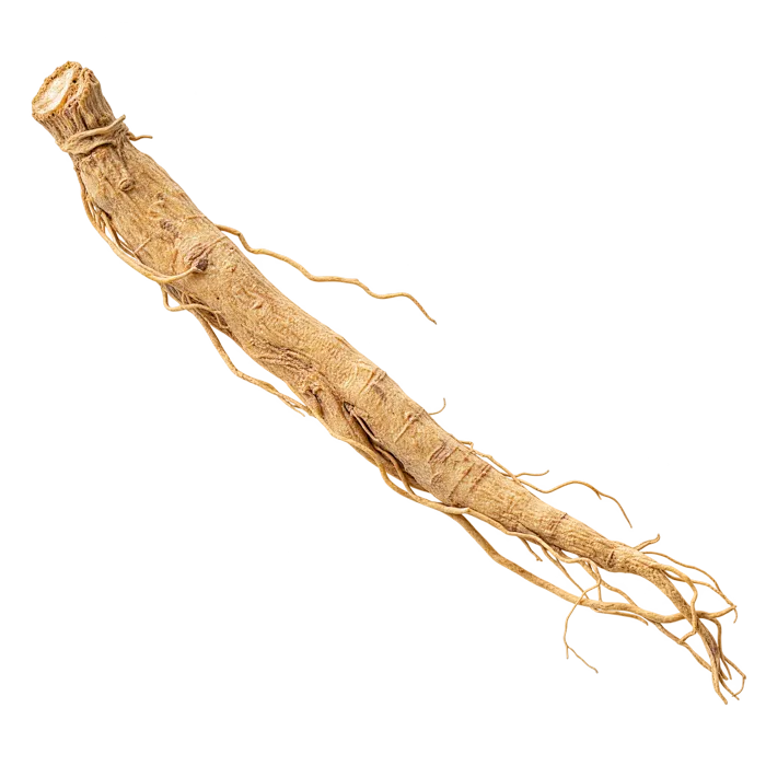 A dried ashwagandha root